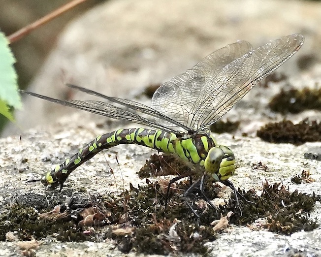 southern hawker